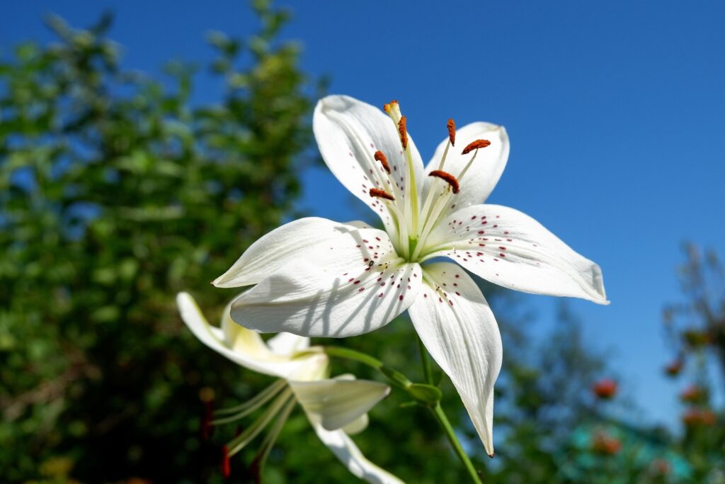 White lily flower with orange stamens in full bloom against a clear blue sky, surrounded by green foliage, conveying tranquility and beauty.